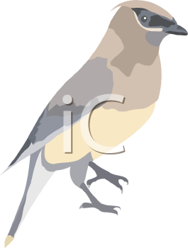 Bird Clipart
