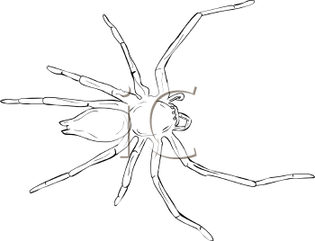 Arachnid Clipart