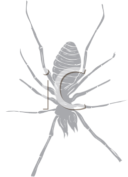 Arachnid Clipart