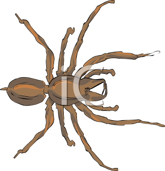 Arachnid Clipart