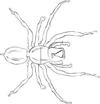 Arachnid Clipart