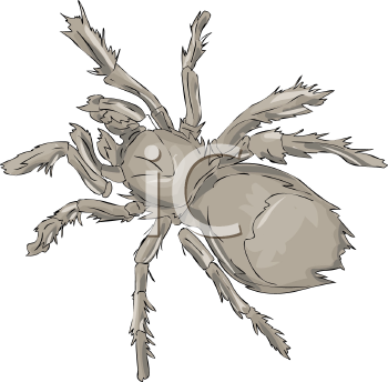 Arachnid Clipart