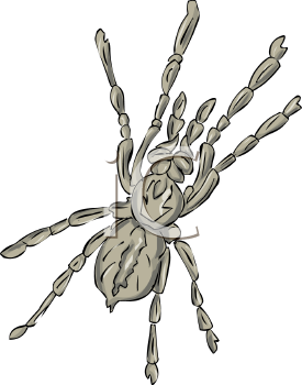 Arachnid Clipart