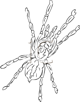 Arachnid Clipart