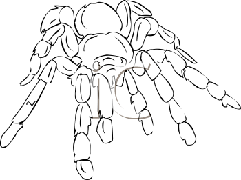 Arachnid Clipart