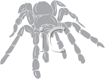 Arachnid Clipart
