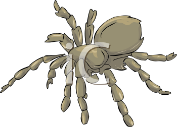 Arachnid Clipart