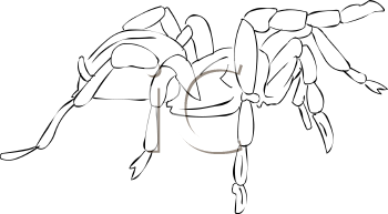 Arachnid Clipart