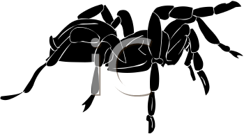 Arachnid Clipart