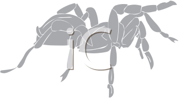 Arachnid Clipart