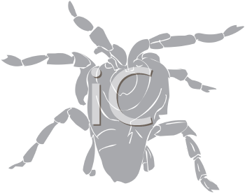 Arachnid Clipart