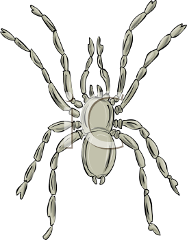 Arachnid Clipart