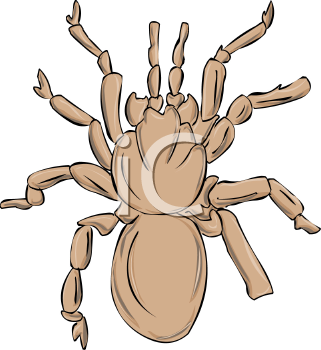Arachnid Clipart