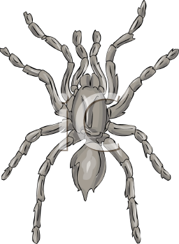 Arachnid Clipart