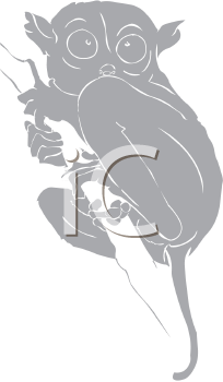 Primate Clipart