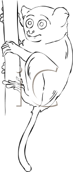 Primate Clipart