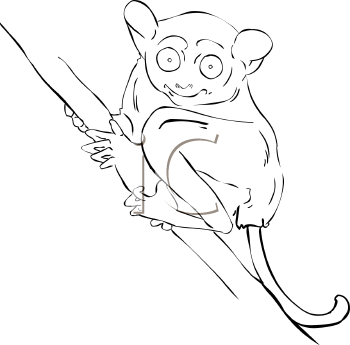 Primate Clipart