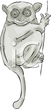 Primate Clipart
