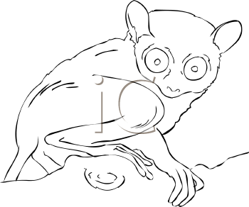 Primate Clipart
