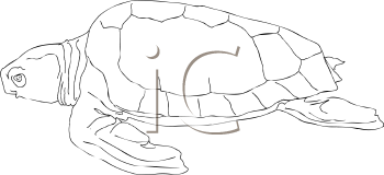 Reptile Clipart