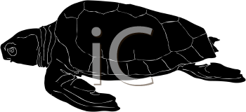 Reptile Clipart