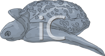 Reptile Clipart