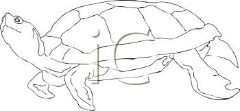 Reptile Clipart