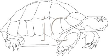 Reptile Clipart