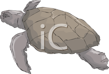 Reptile Clipart