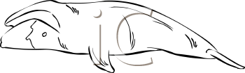 Fish and Sealife Clipart