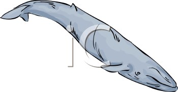 Aquatic Animals Clipart