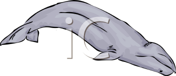 Fish and Sealife Clipart