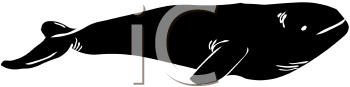 Aquatic Animals Clipart