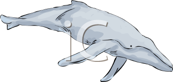 Fish and Sealife Clipart
