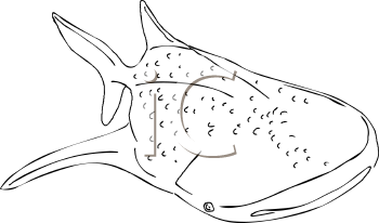Aquatic Animals Clipart