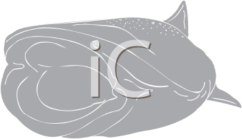 Fish and Sealife Clipart