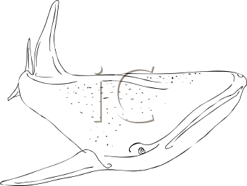 Aquatic Animals Clipart
