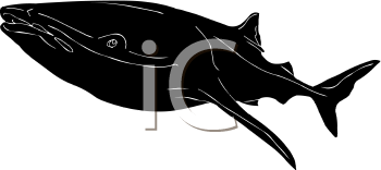 Aquatic Animals Clipart