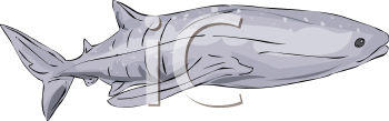 Aquatic Animals Clipart