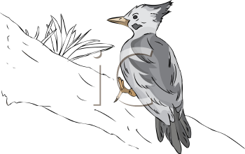 Bird Clipart