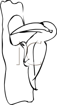 Bird Clipart
