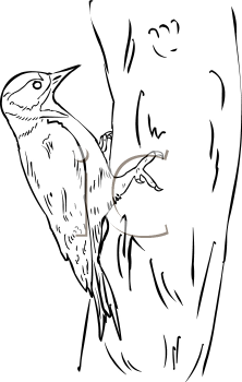 Bird Clipart