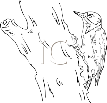 Bird Clipart