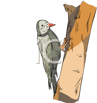 Bird Clipart