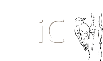 Bird Clipart
