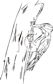 Bird Clipart