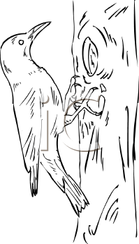 Bird Clipart