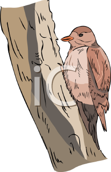 Bird Clipart