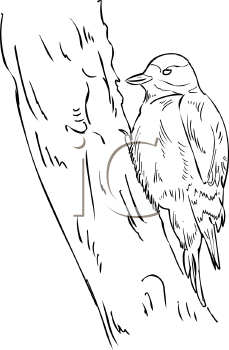Bird Clipart
