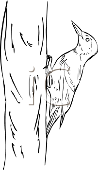 Bird Clipart